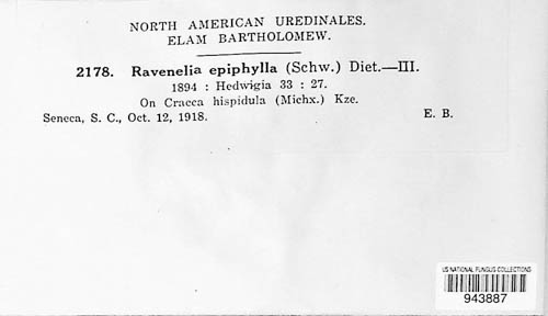 Pleoravenelia epiphylla image